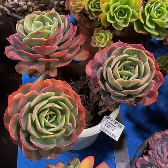 甜*白雪公主20072多肉