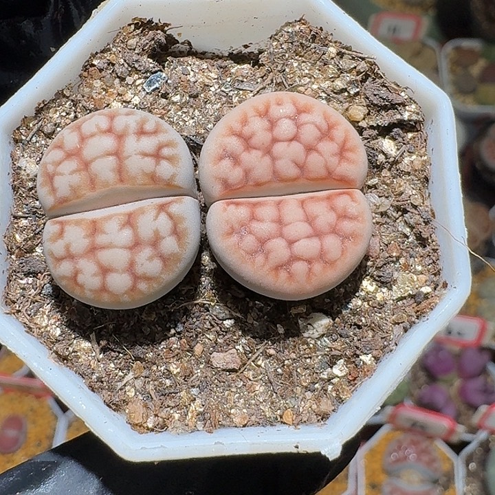 生石花2:：，在。  328号