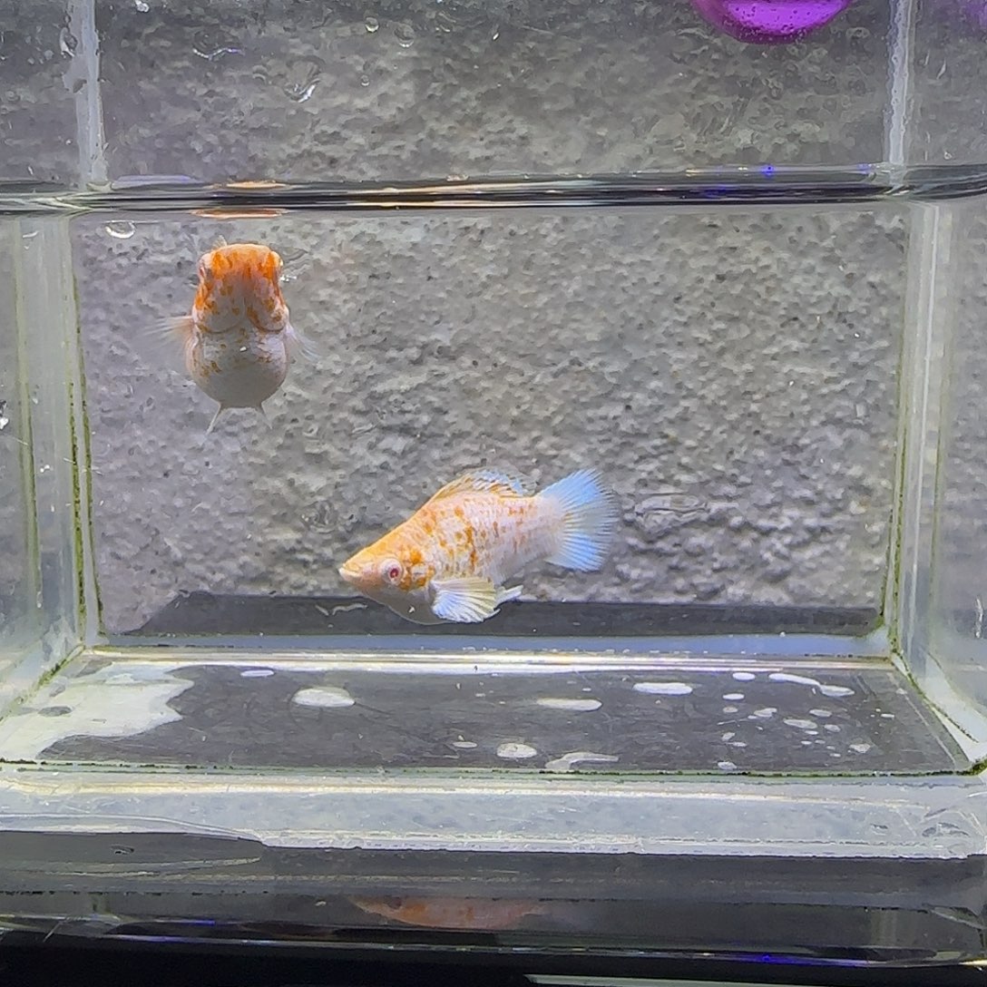 孔雀鱼樱花粉钻。8号