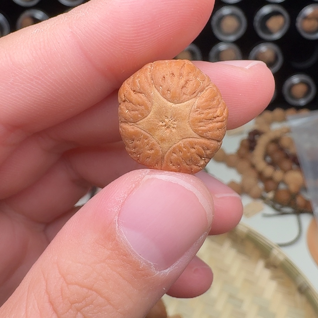 *****凤眼菩提吊坠五星三通