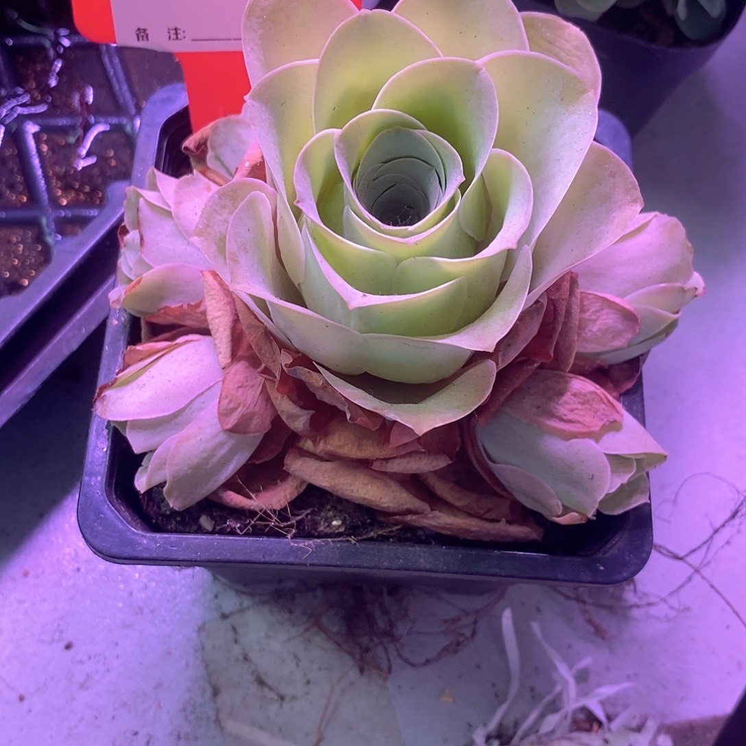 yjj419下播福利一物一拍