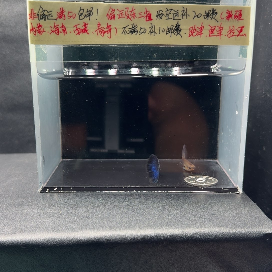 孔雀鱼蓝礼服欧翼飞船压成一对