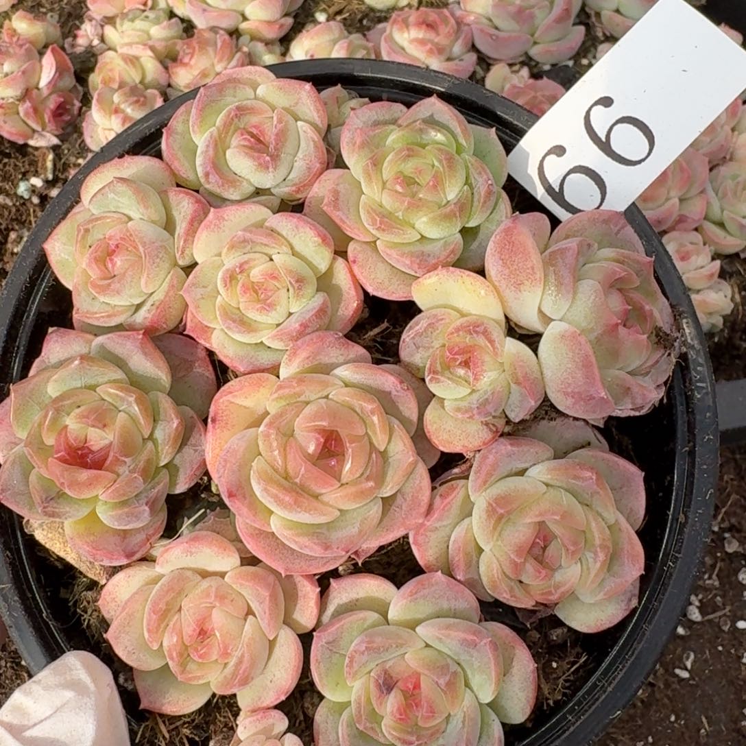 多肉植物多肉植物66