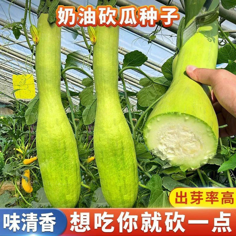 【奶油砍瓜种子】速生神奇砍瓜种籽四季庭院菜园爬藤瓜果蔬菜种子