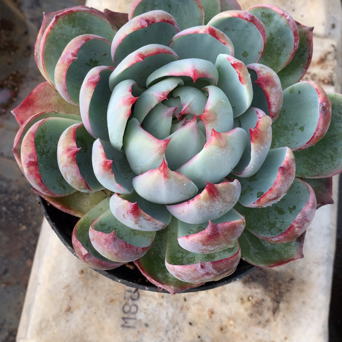 菩*惊鸿仙子一物一拍