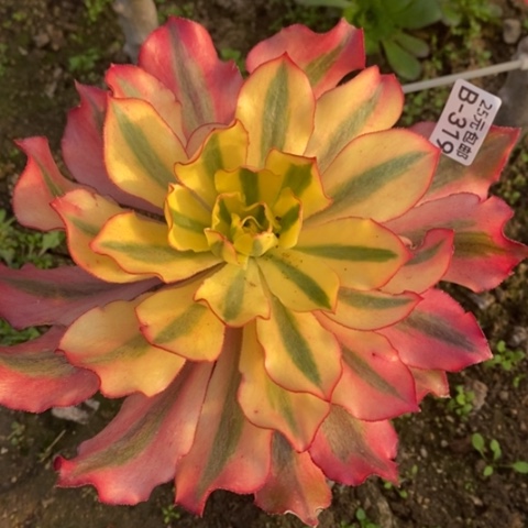 319嫁接魅影满25包邮多肉