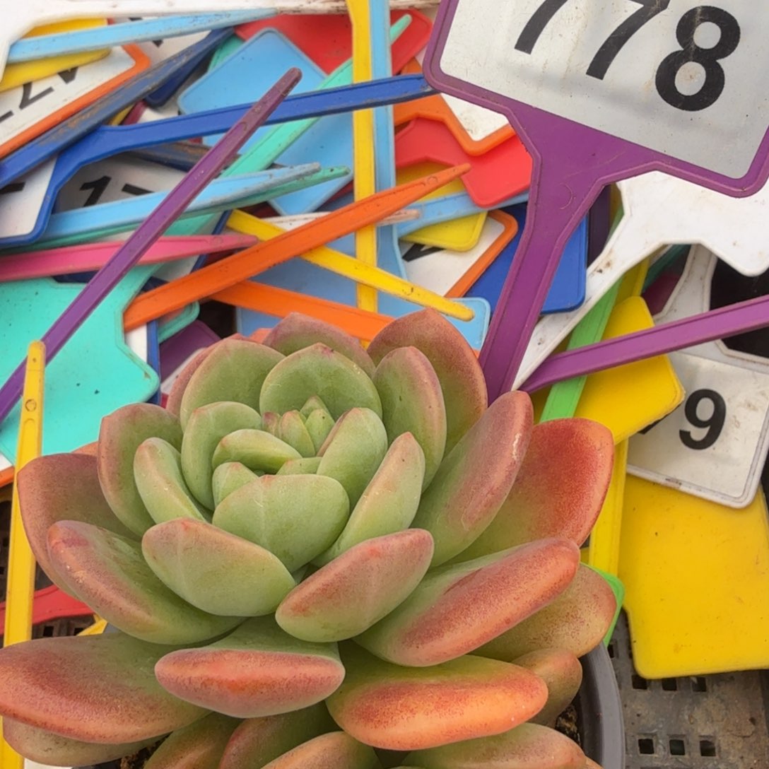 多肉植物漂亮拉萨778