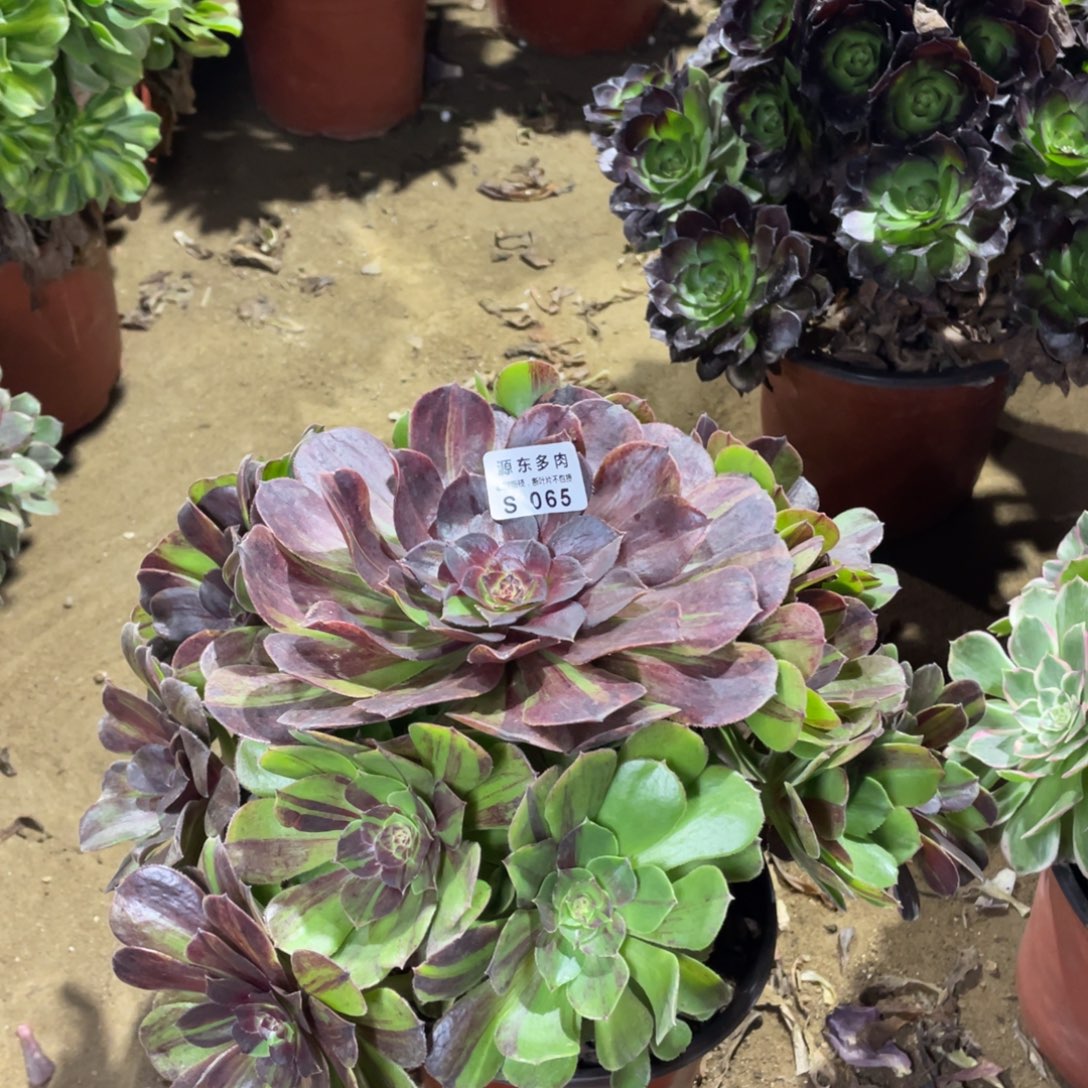 065花月夜多肉法师断枝不包