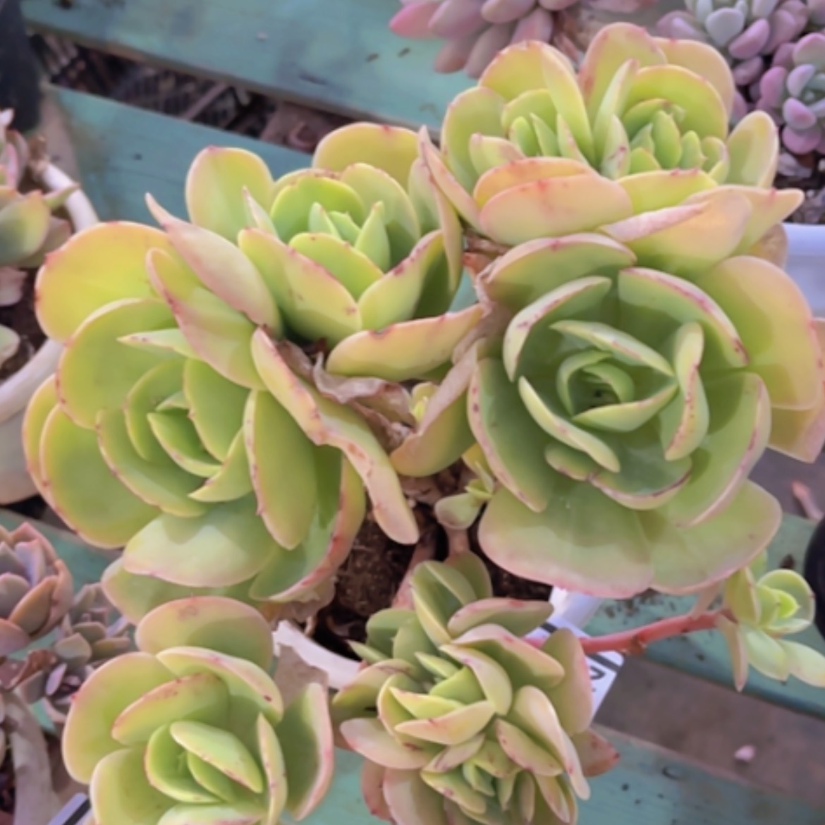 【闪购商品】碧桃24278