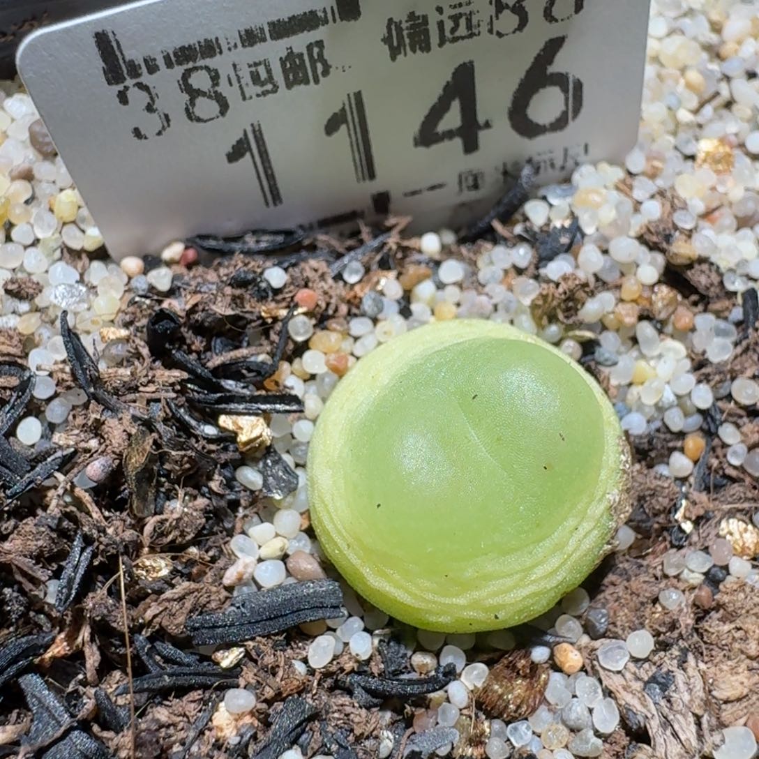 zzz好货也福利1143