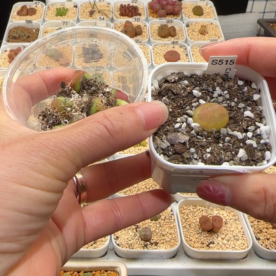 绊**盒肉锥多肉植物百科-862