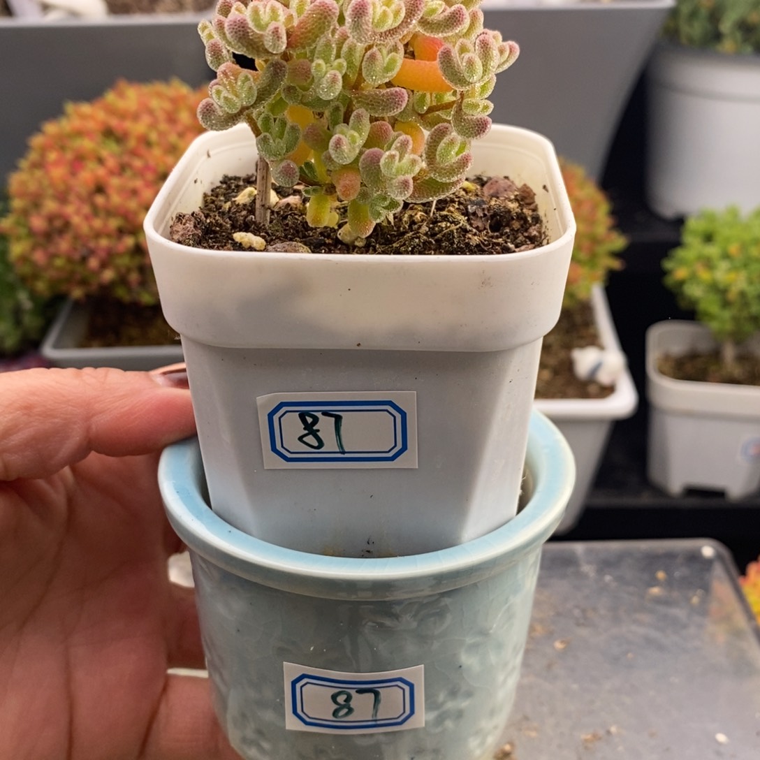 完全开放87号冰晶带盆