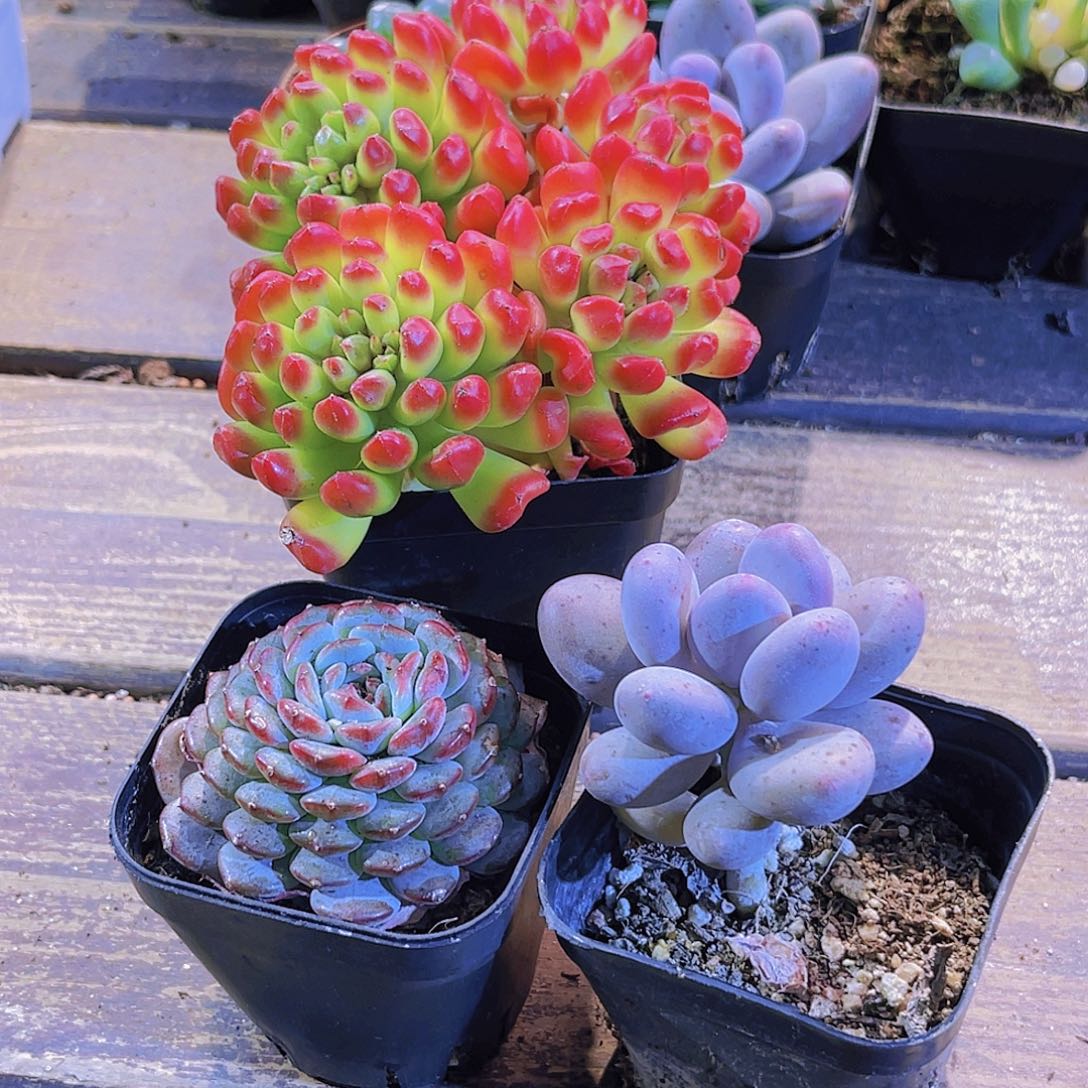 红灯笼。白胖。桃美人