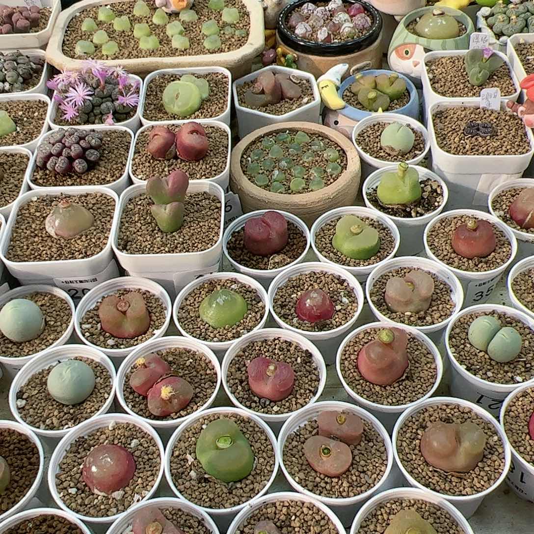 【闪购商品】?*宝锦 待挖 先不发100米