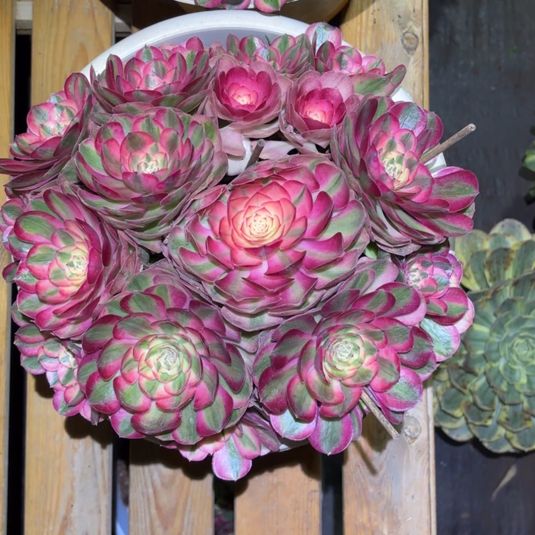 云南多肉植物倾城