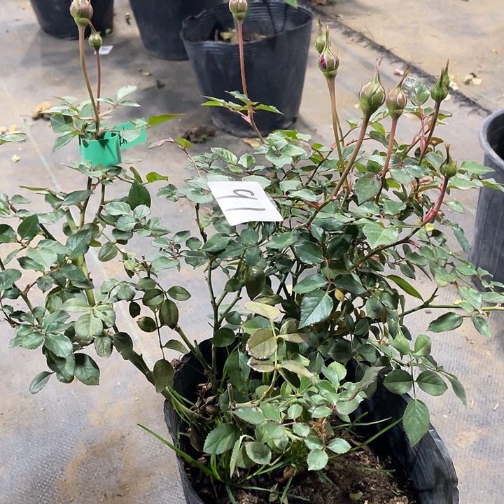 当前无花朵，栽培后可花朵91