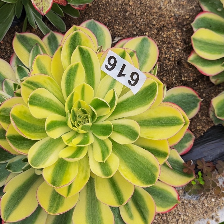 616玉姿多肉植物处理不售后