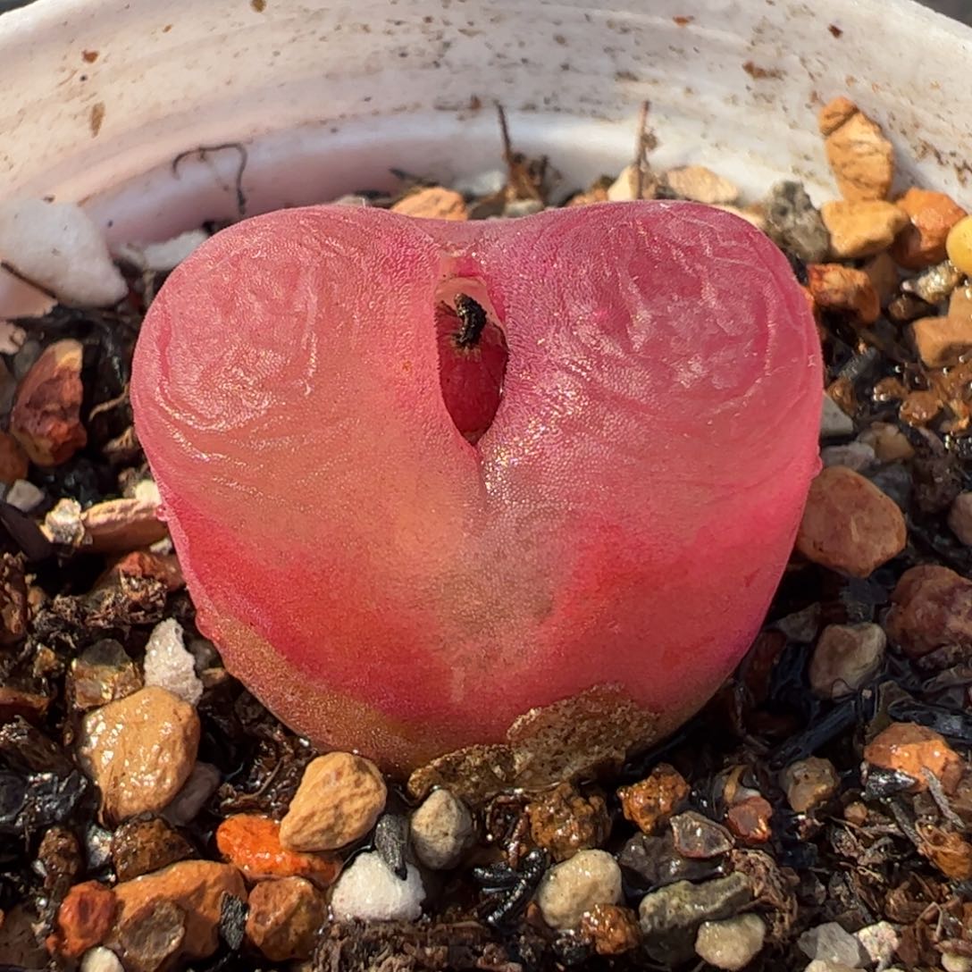 558多肉植物组合