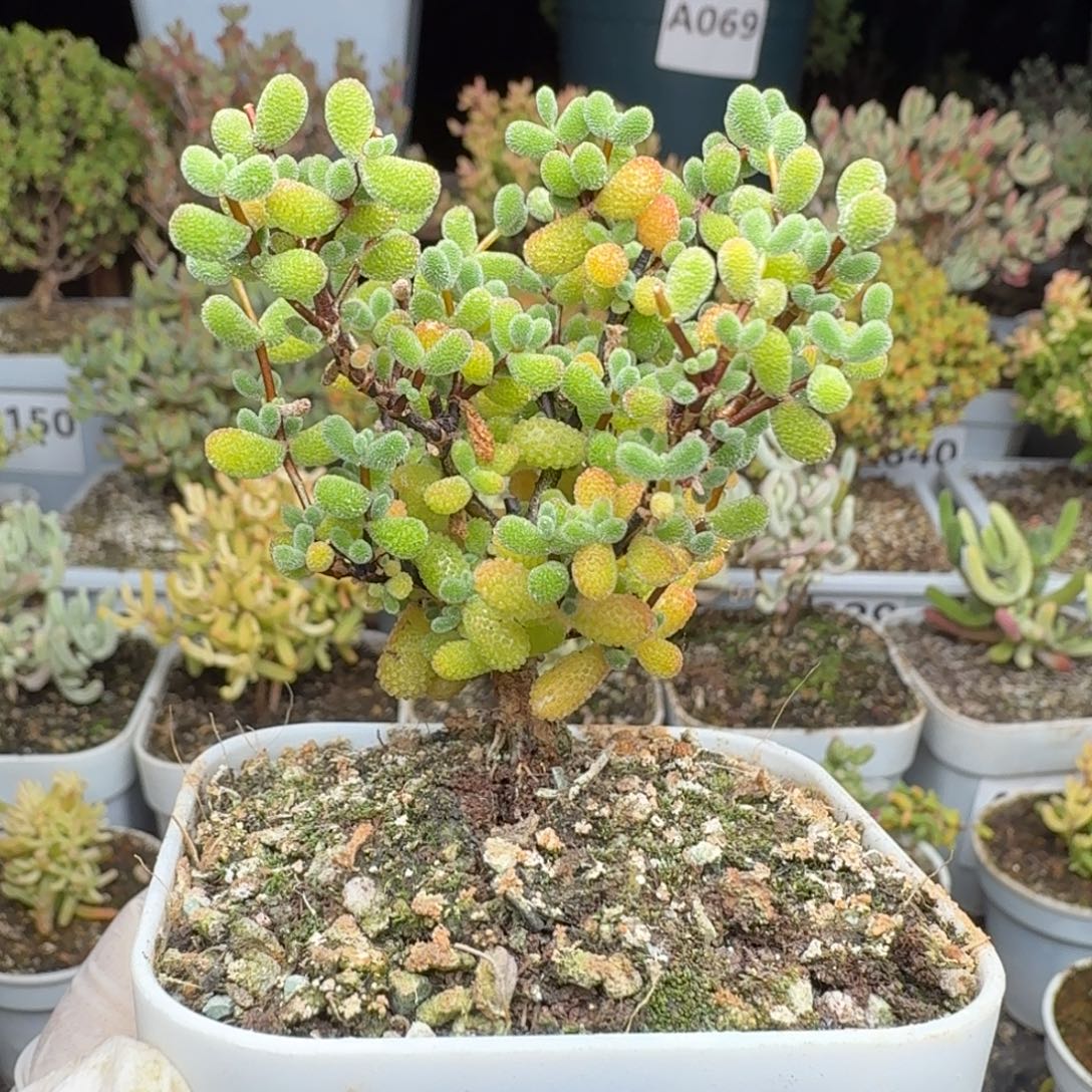 A266翡翠枝干一物一拍