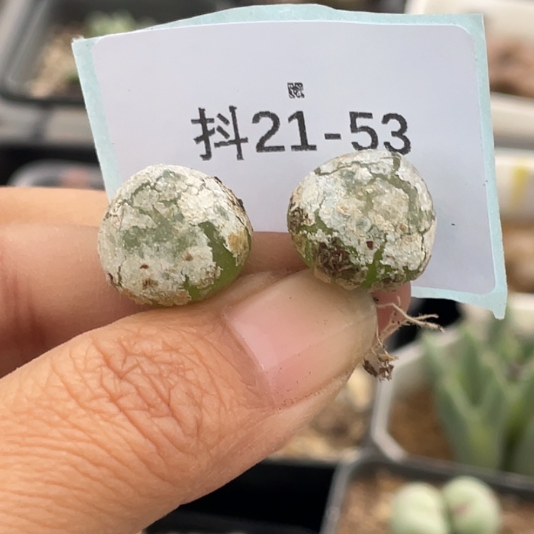 21-53灯泡多肉植物