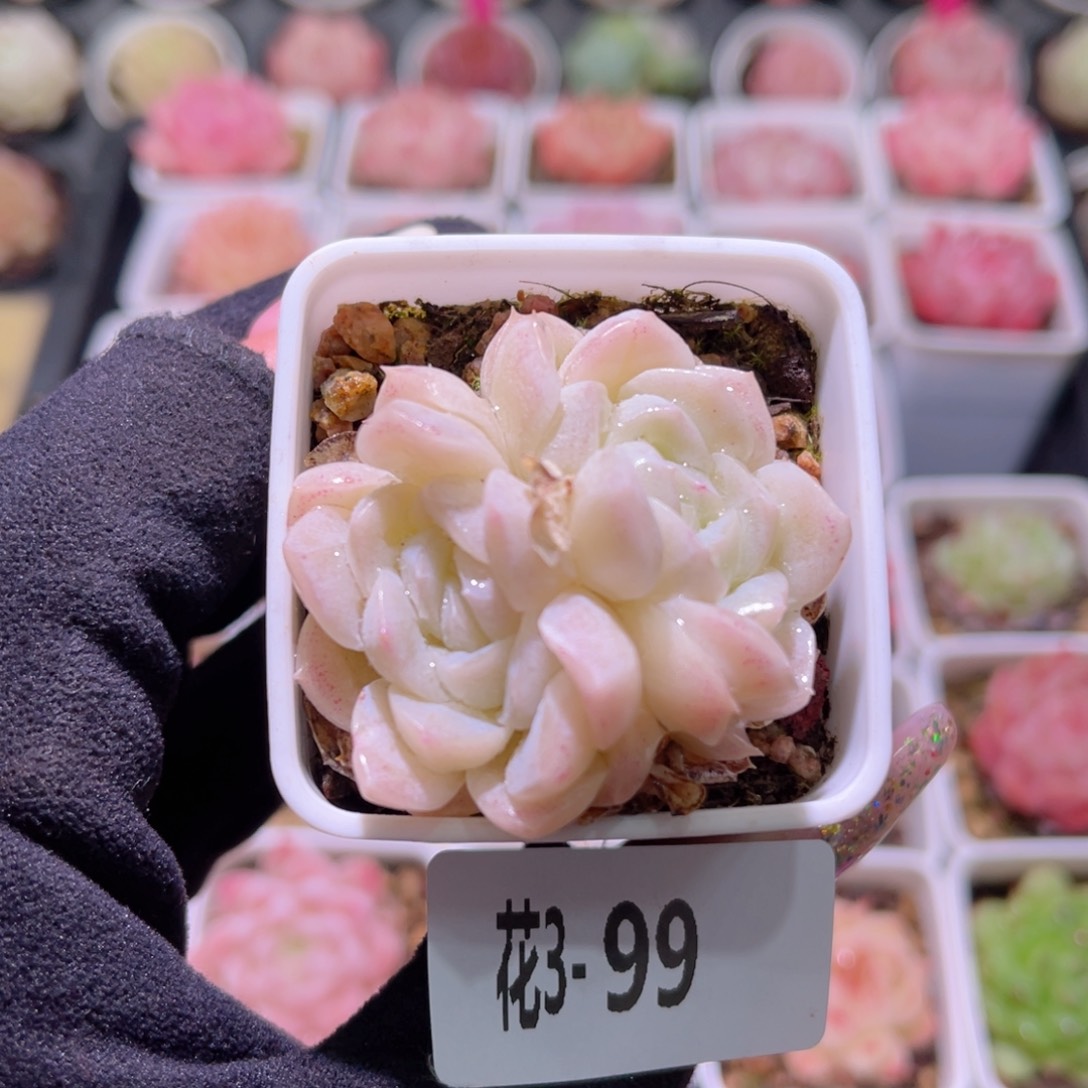 花利美3-99明月心