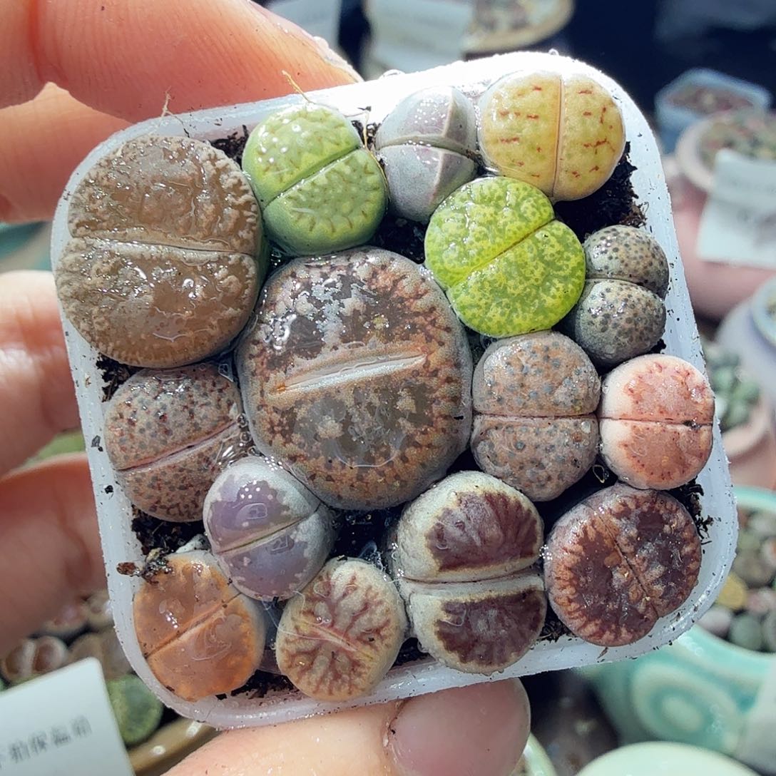 多肉植物福利冲冲啊753