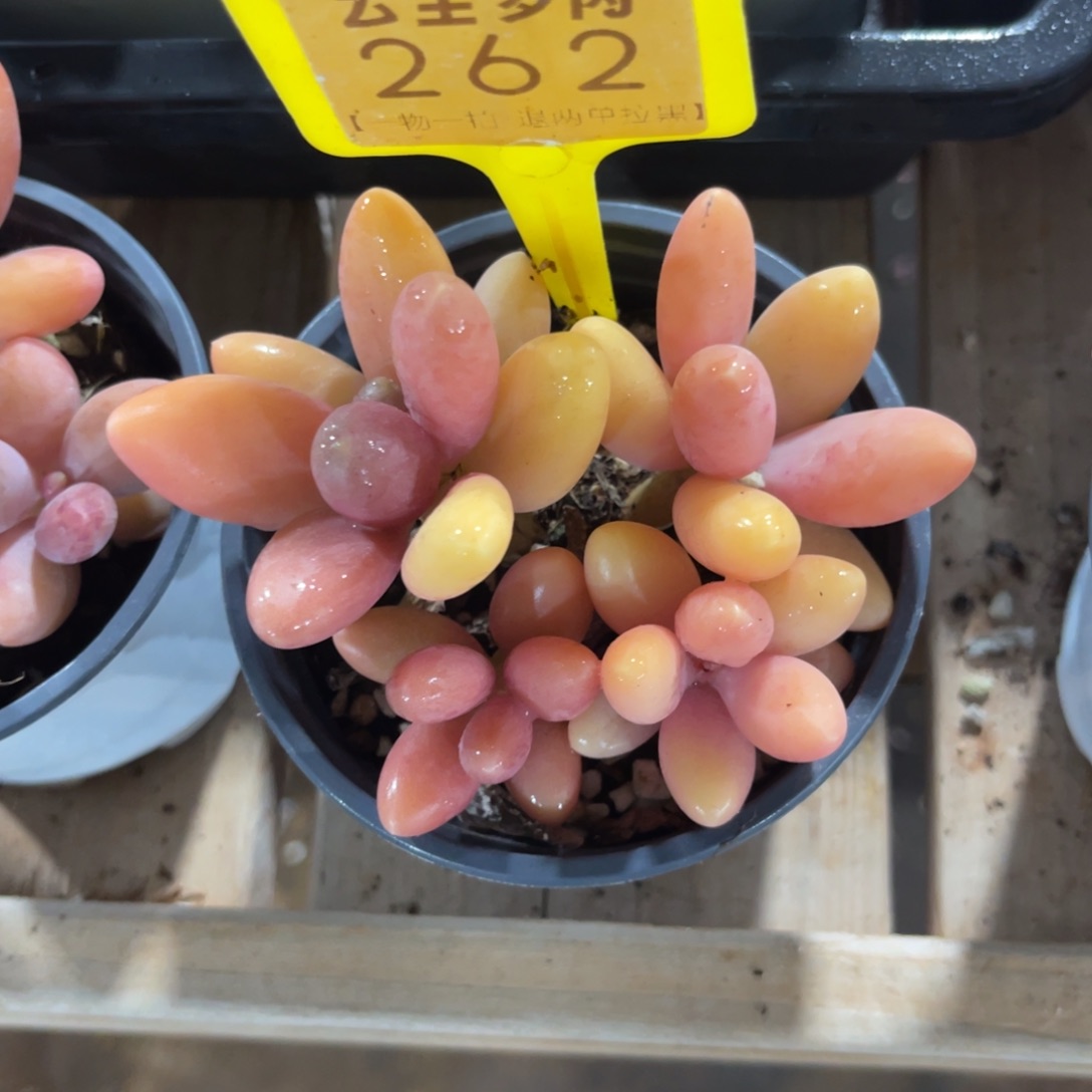 C***楚云尘多肉一物一拍262，