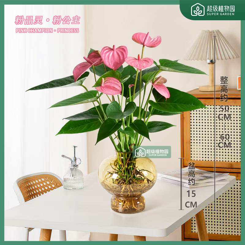 【带花发货】粉掌花卉水培植物室内净化空客厅四季开花绿植50-60