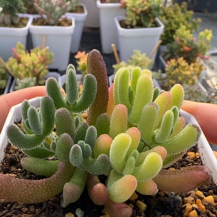 阴阳钻石黄锦7方盆