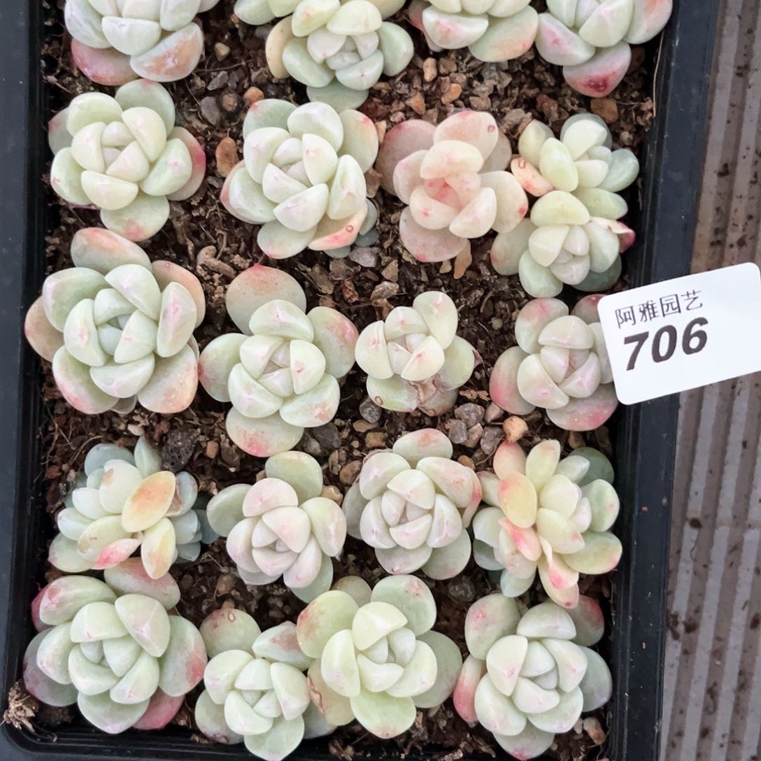 阿雅园艺。       706