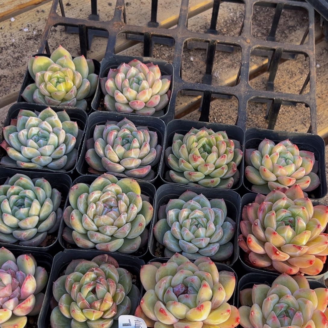 189多肉葡萄的味道真的是很