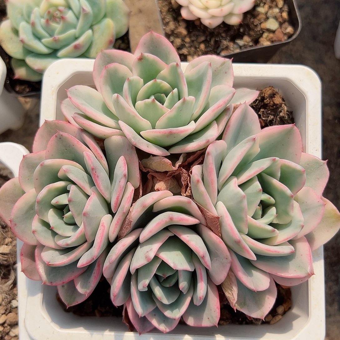 奶油黄桃锦，四个覆轮锦头