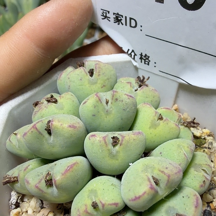 101。多肉植物的生长