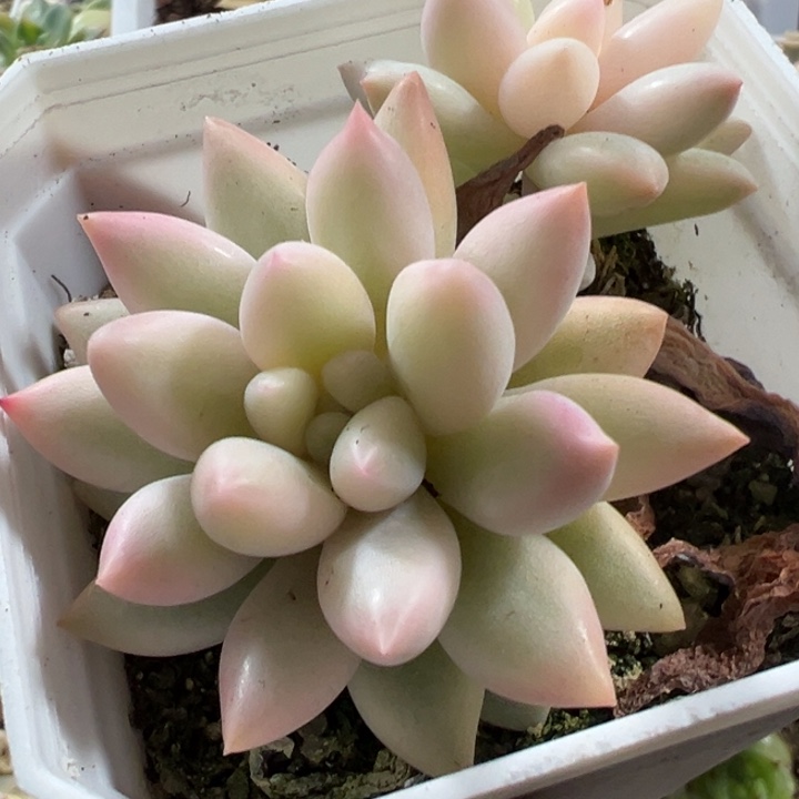 红蜻蜓锦多肉植物1076