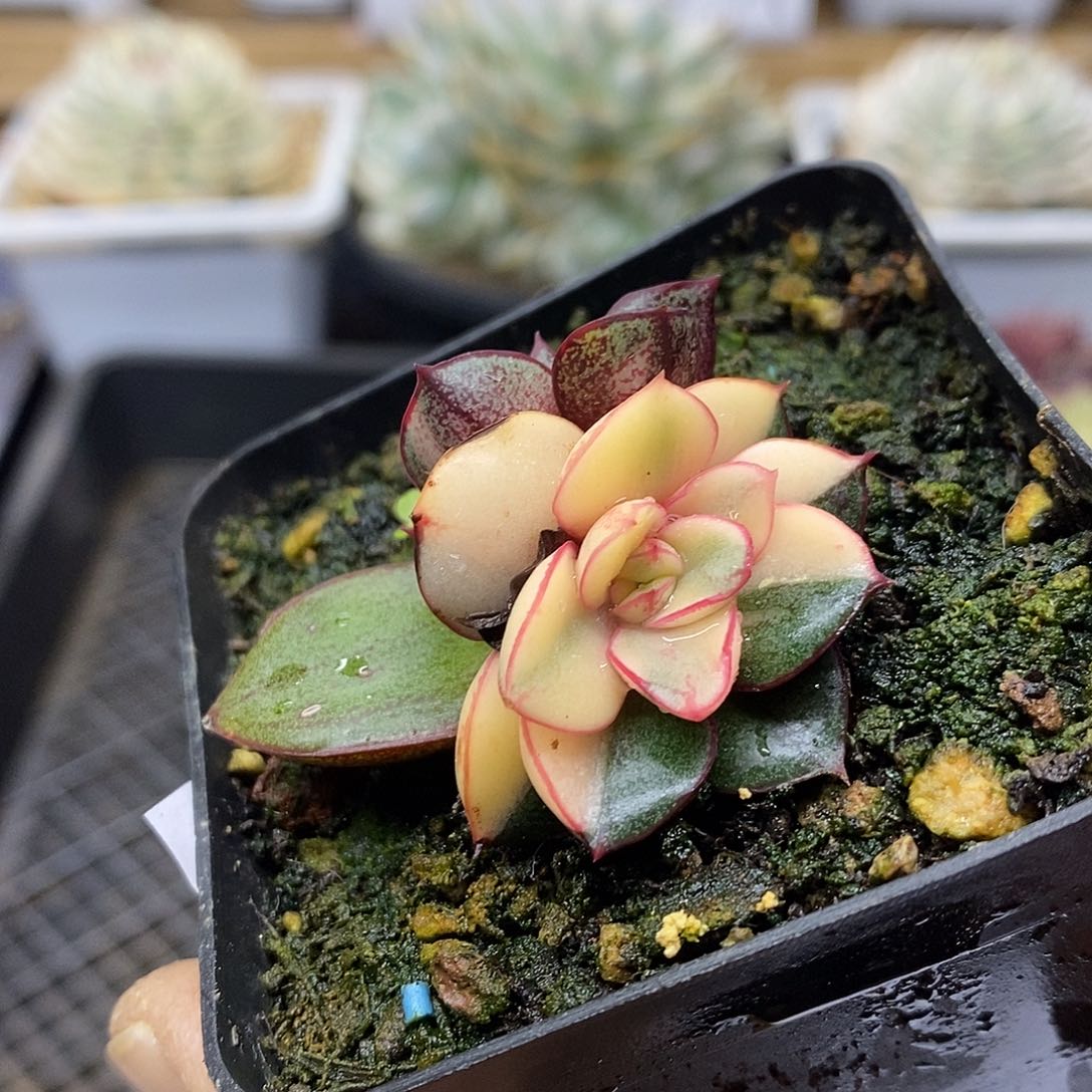 0362 麒麟座覆轮锦 需延时发货