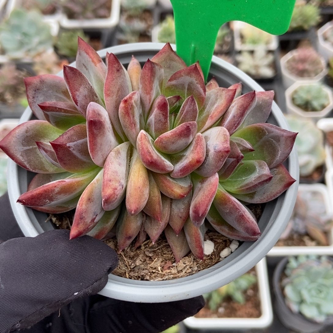 926夜魔侠多肉植物保护