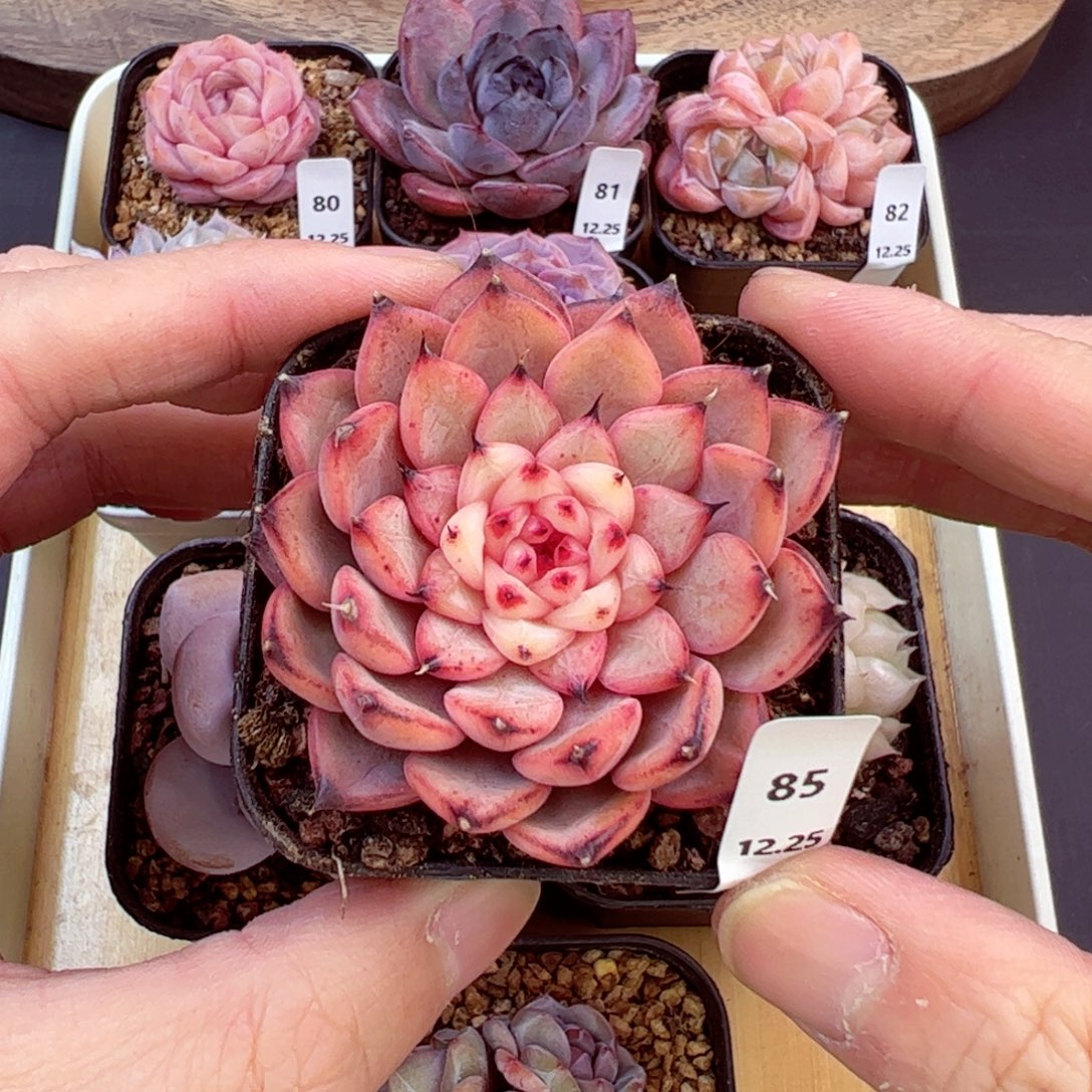 好好看85、哈哈哈哈