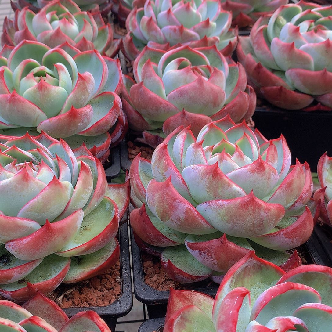 宽叶惊鸿34567788999900