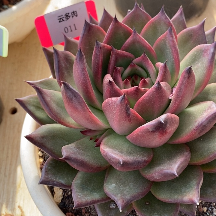 D011- 直播福利 摩根