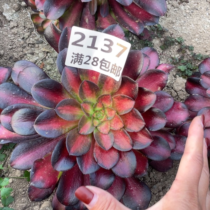 2137三号棚夕阳多肉