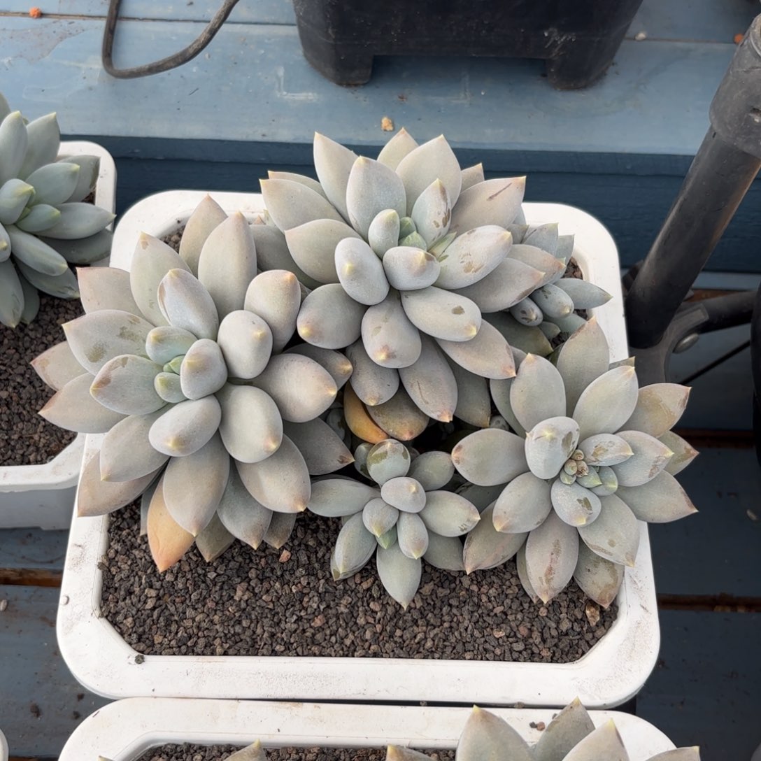 黄胖体哥特萝莉群生