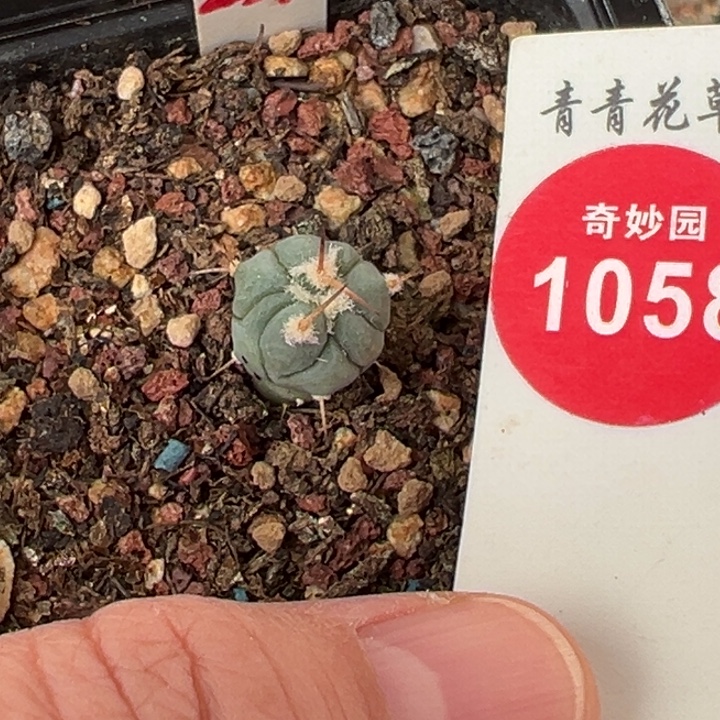 实生雷帝平丸1.1cm