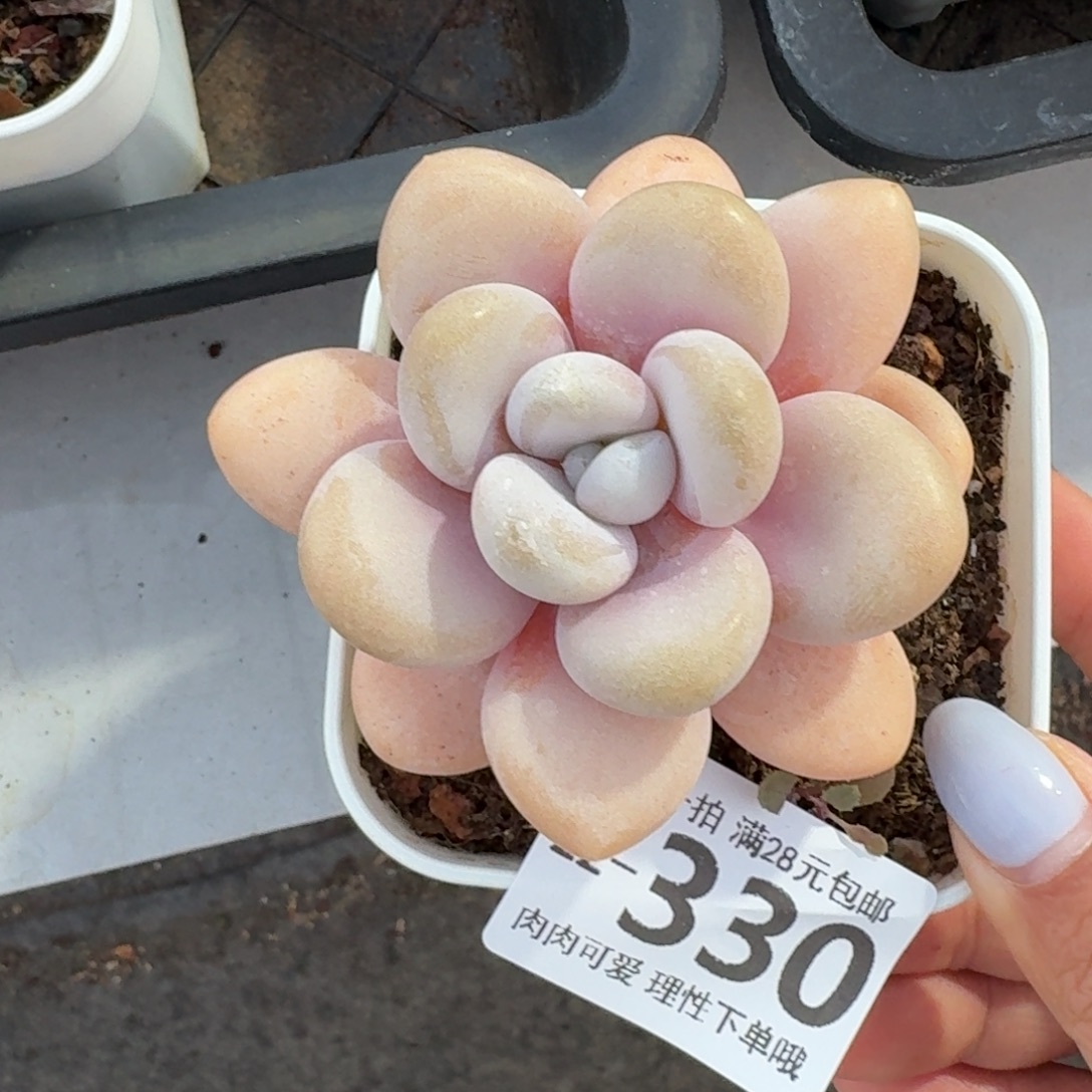 粉兔无盆土发货无盆