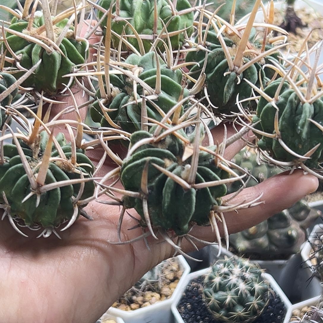 龙剑仙人球66666666