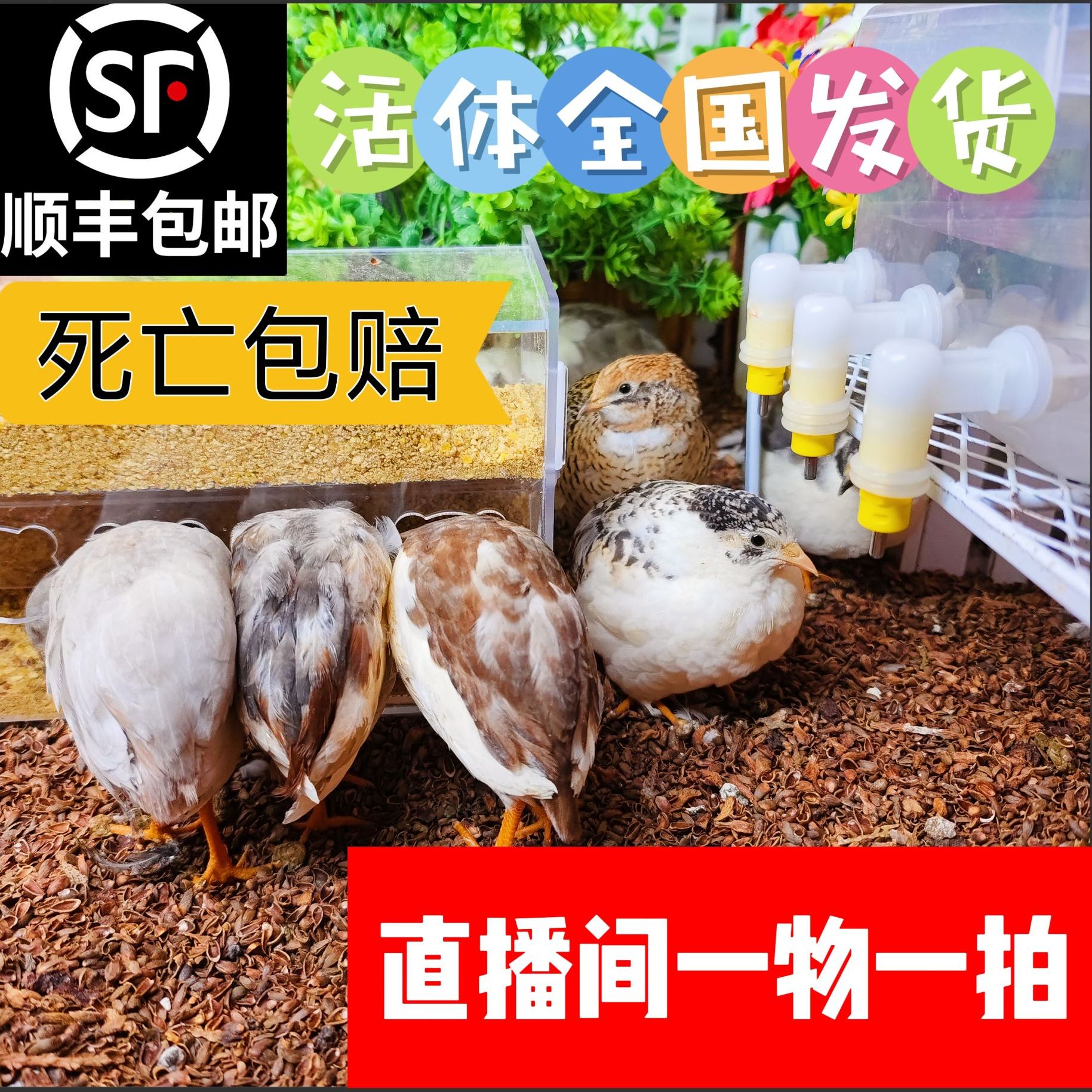 【直播间看鸡】5只芦丁鸡（不含笼子）顺丰包邮1