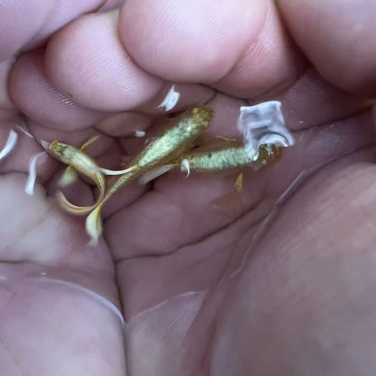 越系满麟黄金孔雀鱼