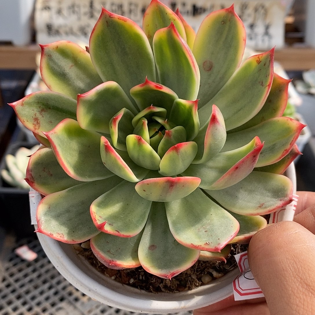 06130 大桃花覆轮锦