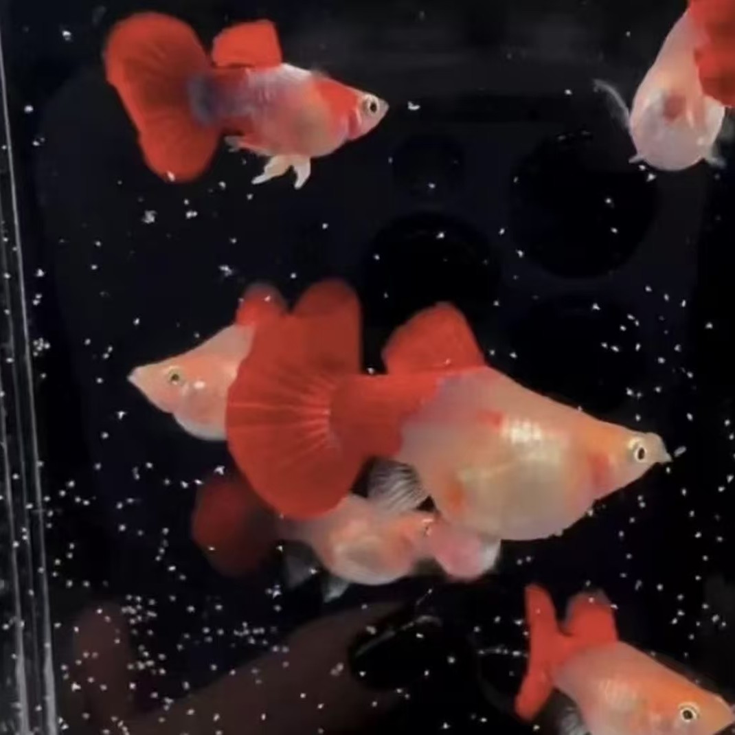 黄豹球球体 萌宠好鱼 精品孔雀鱼小型观赏鱼淡水鱼