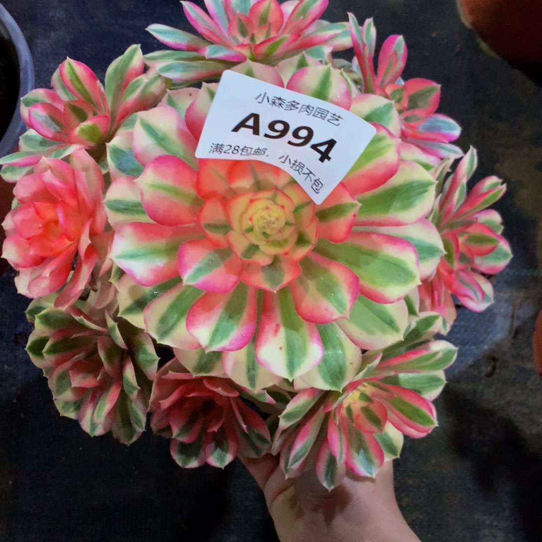 萧*994倾城不包生死