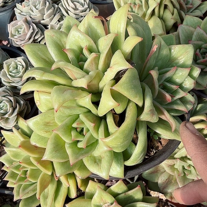 绿蔷薇玫瑰三头多肉